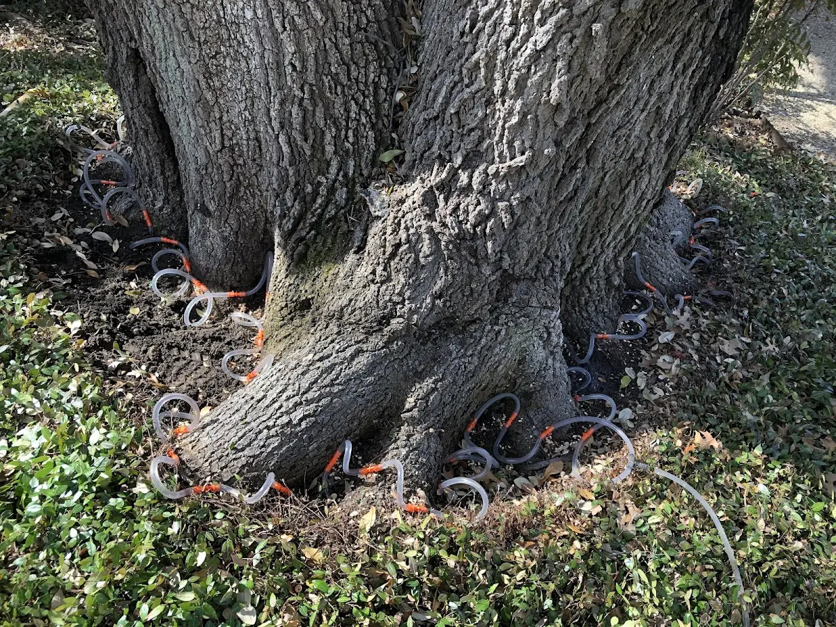 Detailed Tree Cabling and Bracing job site in Mc Andrews